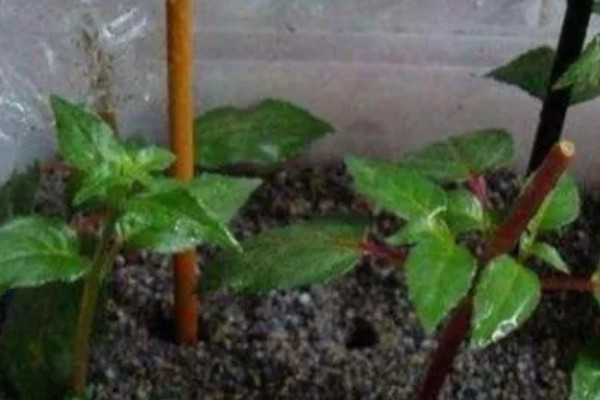 灯笼花幼苗怎么养殖，每隔半个月追施一次氮肥