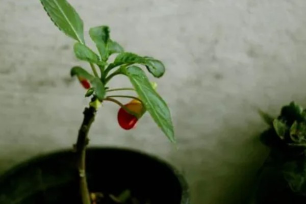 灯笼花幼苗怎么养殖，每隔半个月追施一次氮肥