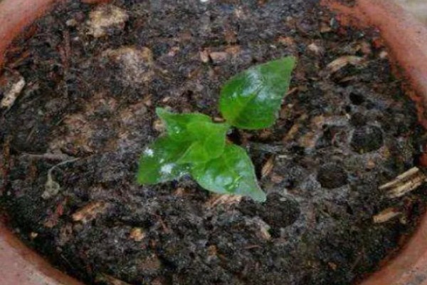 灯笼花幼苗怎么养殖，每隔半个月追施一次氮肥