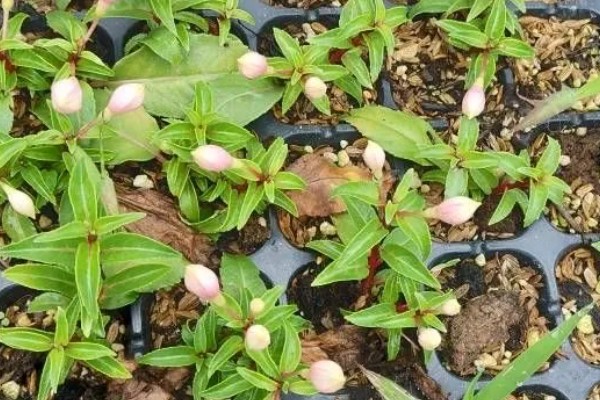 灯笼花幼苗怎么养殖，每隔半个月追施一次氮肥