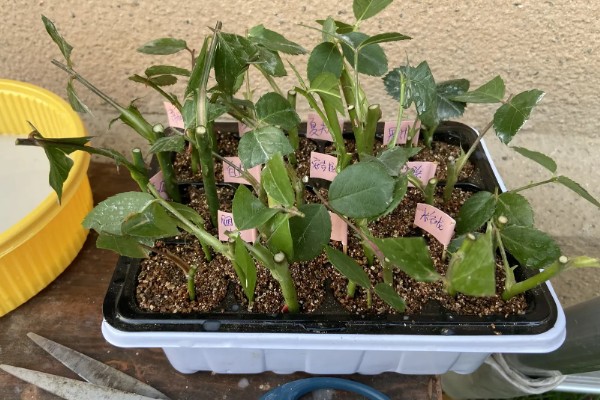 灯笼花幼苗怎么养殖，每隔半个月追施一次氮肥