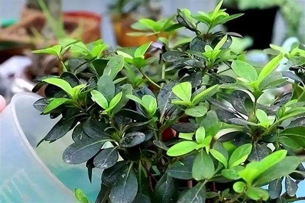 让杜鹃花更旺盛的方法,提供充足光照可增强长势