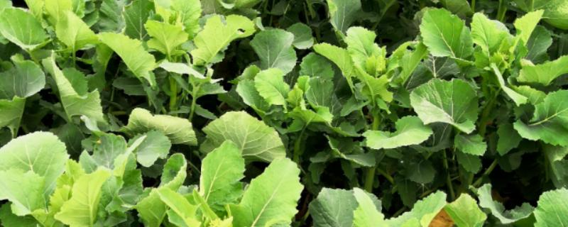 白菜型油菜品种分类，分为北方小油菜、南方油白菜