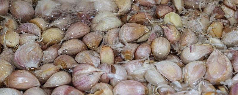 大蒜种子要浸泡后种植吗，种植前需要浸泡