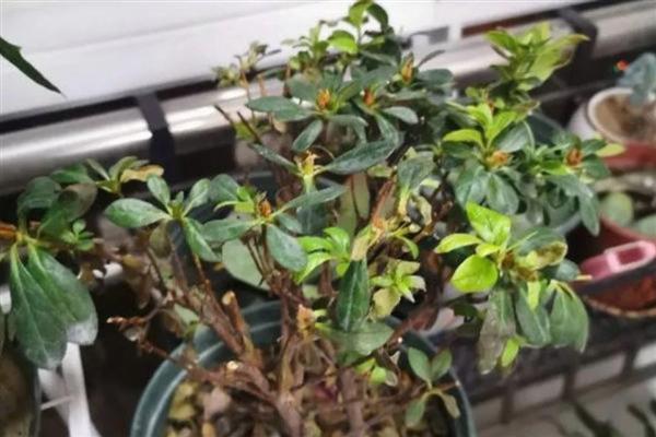 让杜鹃花更旺盛的方法,提供充足光照可增强长势