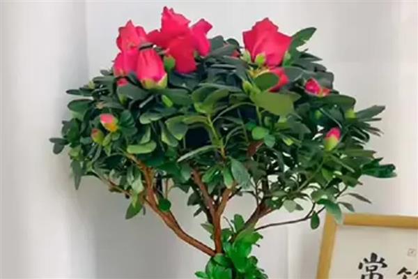让杜鹃花更旺盛的方法,提供充足光照可增强长势