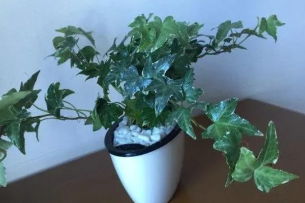常青藤枯萎如何补救，适宜在温暖且湿润的环境中生长