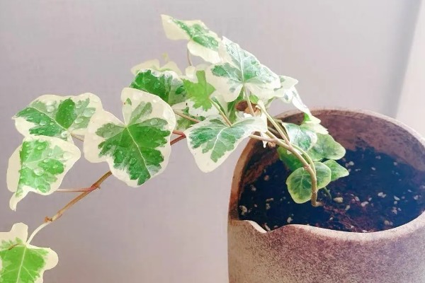 常青藤枯萎如何补救，适宜在温暖且湿润的环境中生长