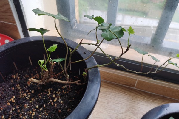 常青藤枯萎如何补救，适宜在温暖且湿润的环境中生长