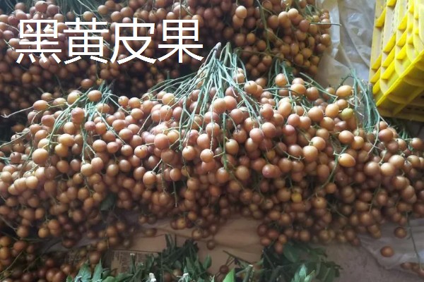 盆栽黄皮果要多大，30厘米的花盆即可