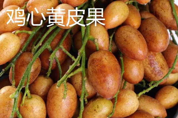 盆栽黄皮果要多大，30厘米的花盆即可