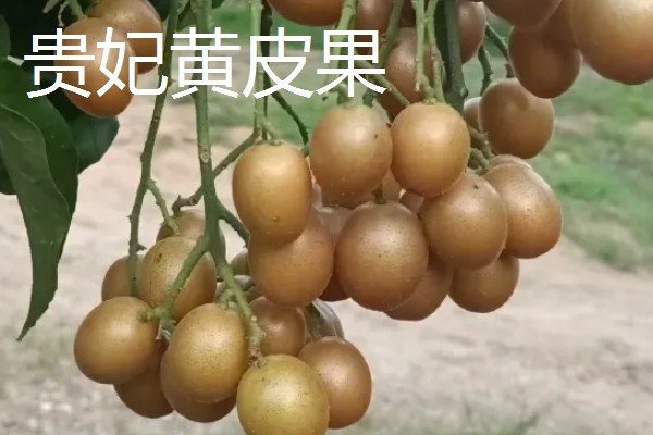 盆栽黄皮果要多大，30厘米的花盆即可