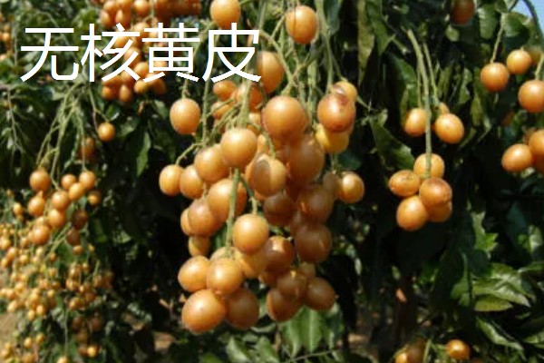 盆栽黄皮果要多大，30厘米的花盆即可