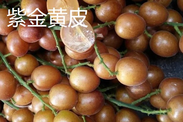 盆栽黄皮果要多大，30厘米的花盆即可