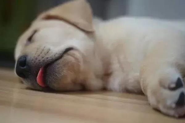 狗狗睡觉伸舌头的原因，可能是感到放松