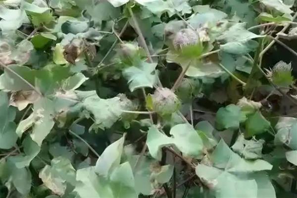 棉花苗期病害有哪些，可分为棉苗根病和叶病两大类