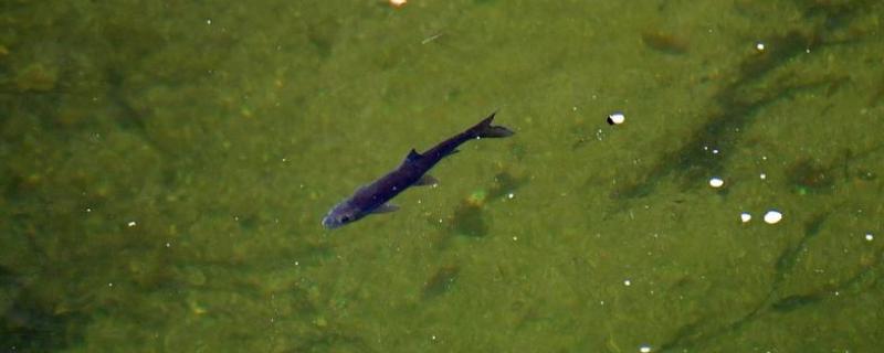 长江里常见的鱼有多少种，一共有350多种鱼儿