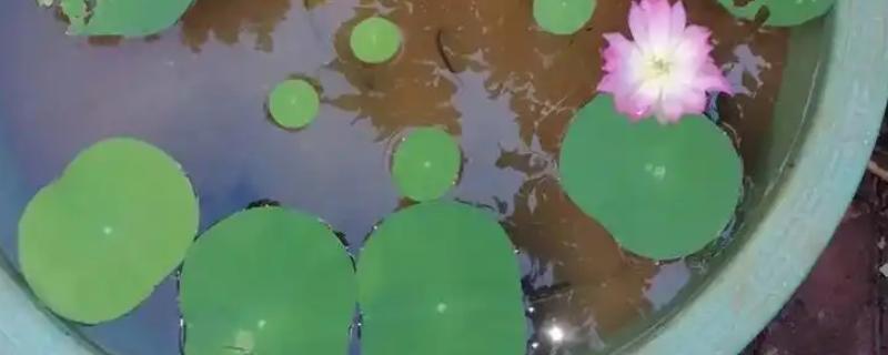 水生花卉的常见品种，常见的有花菖蒲、碗莲等