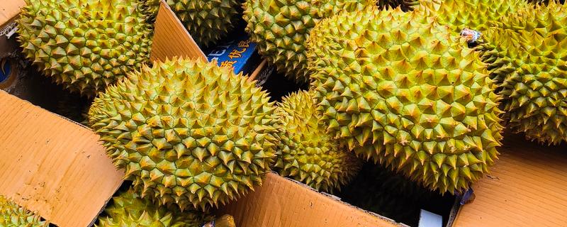 榴莲是长在树上还是地上，榴莲长在树上