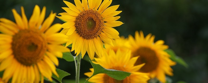 太阳花冬天枯萎如何处理,放在向阳处并保持适温可让枝叶恢复生长