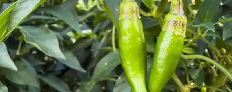 辣椒蚜虫如何防治，可在初期喷洒吡虫啉可湿性粉剂