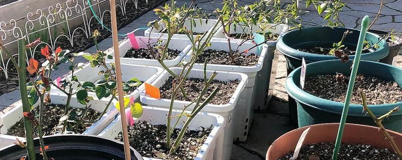怎么剪玫瑰花，生长期和花谢后均可修剪