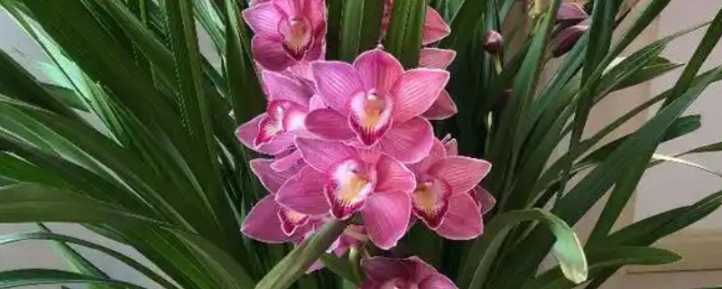 兰花香妃的品种介绍，是剑兰和大花蕙兰的杂交品种