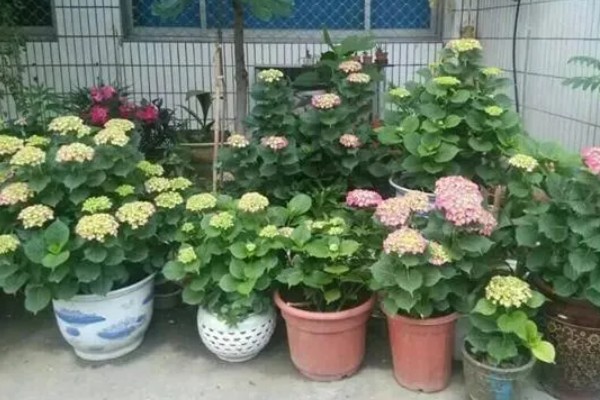 什么东西可以给绣球调蓝，用硫酸铝兑水浇施可让它变蓝