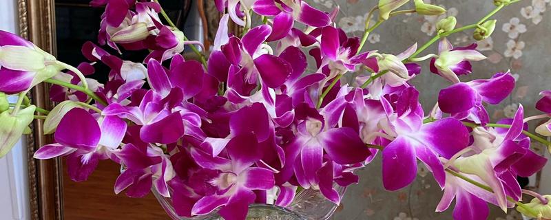 怎么养洋兰，建议将它放在光线明亮处养护