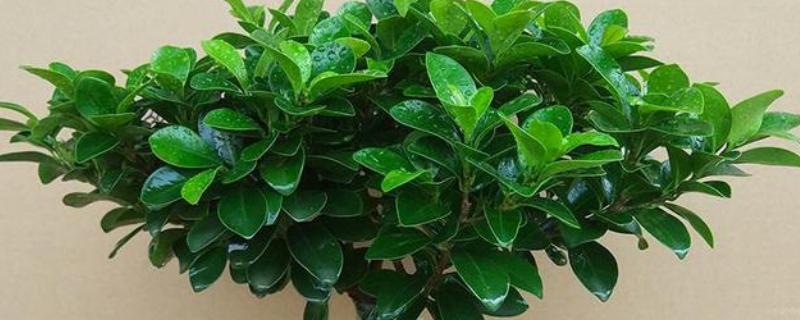 榕树的养殖方法，适宜的生长温度在10-26℃