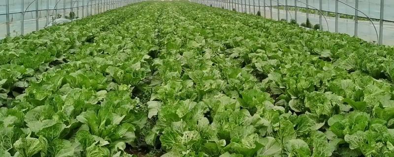 大棚大白菜春季栽培要点，播前要施足基肥