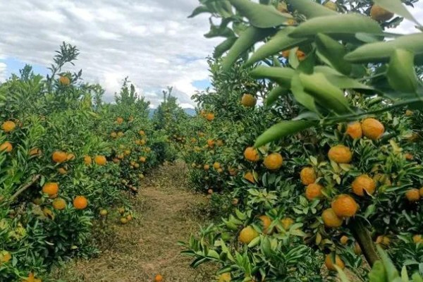 柑橘产自哪里，产自中国、美国、日本等地