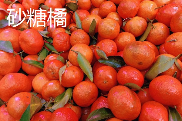 柑橘产自哪里，产自中国、美国、日本等地