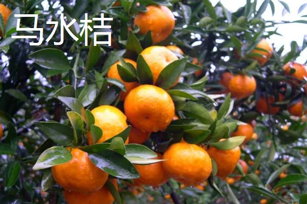 柑橘产自哪里，产自中国、美国、日本等地