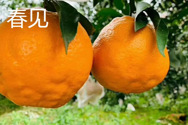 柑橘产自哪里，产自中国、美国、日本等地