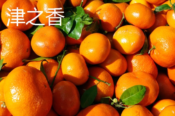 柑橘产自哪里，产自中国、美国、日本等地