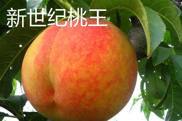 冬桃有什么优良品种，推荐新世纪桃王、金童5号等