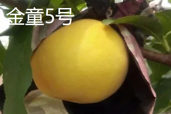 冬桃有什么优良品种，推荐新世纪桃王、金童5号等