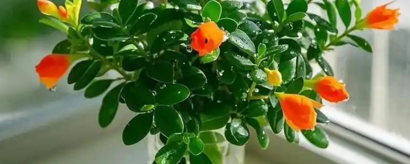 金鱼吊兰能水培吗，金鱼吊兰可以水培