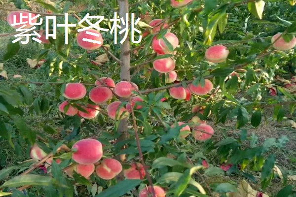 冬桃有什么优良品种，推荐新世纪桃王、金童5号等