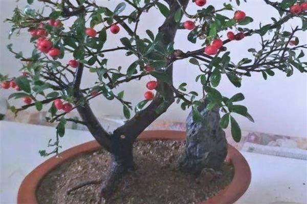 火棘盆景如何养殖，适宜生长在光照充足的环境中