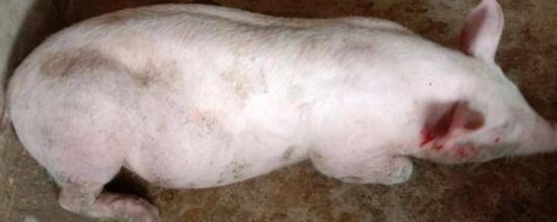 猪咬架应激怎么急救，将出现应激反应的猪进行隔离