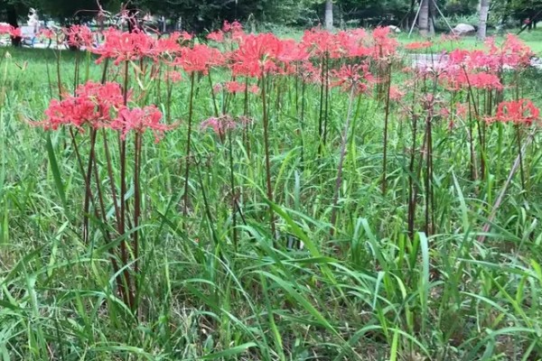 彼岸花能摘下来吗，不建议摘下来