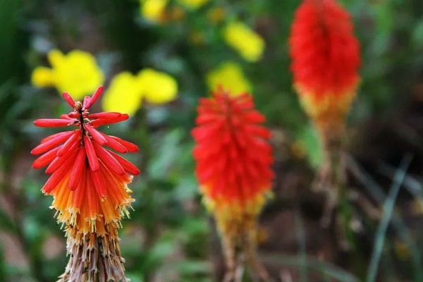 火炬花的花语，寓意热情、光明等