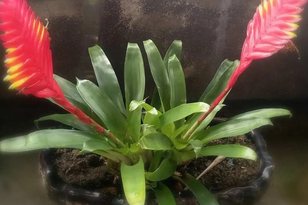 火炬花的花语，寓意热情、光明等