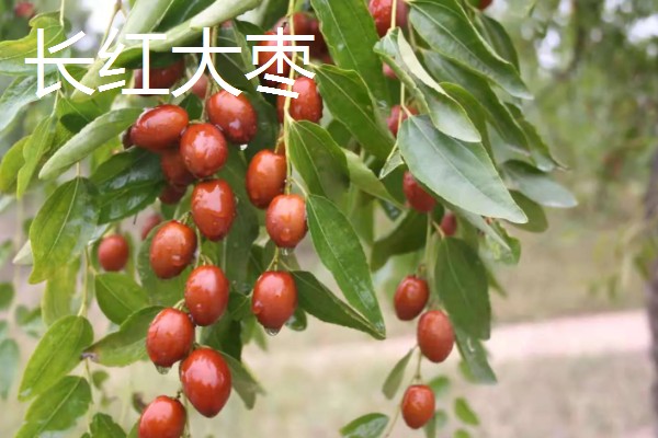 山东枣庄的特产,滕州松花蛋享誉国际市场