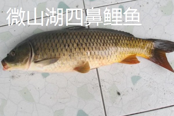 山东枣庄的特产,滕州松花蛋享誉国际市场