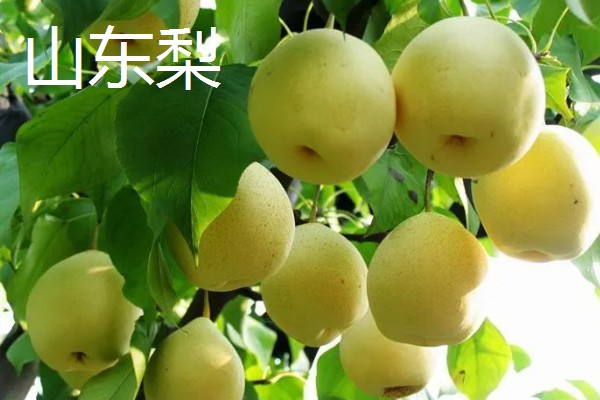 山东枣庄的特产,滕州松花蛋享誉国际市场