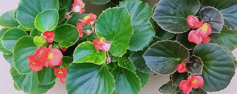 玻璃翠会不会开花，是一种小型盆栽观赏花卉