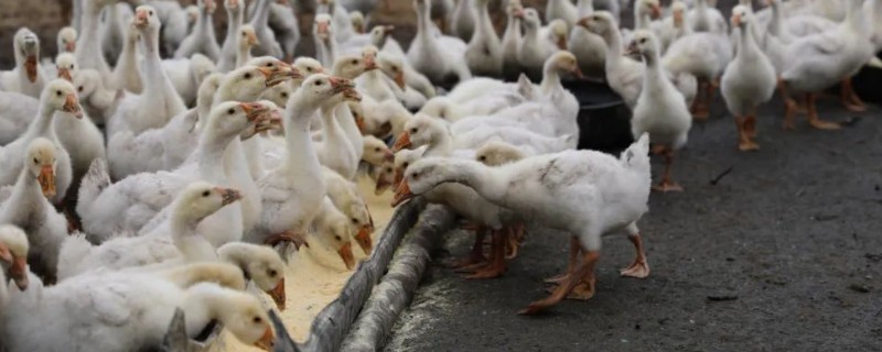 鹅的性格特点,其警觉性很高